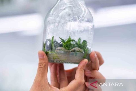 Pengembangan budi daya dendrobium officinale di Yunnan