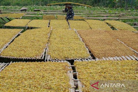 Mutu tembakau Desa Sumbersuko terdampak anomali kemarau basah