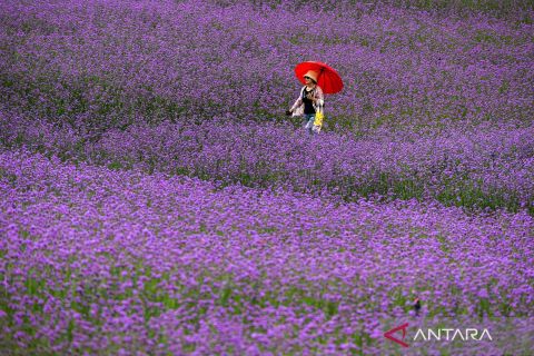 Beginilah pesona taman bunga di Festival Goseokjeong, Korea Selatan