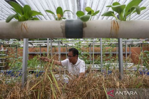 Inovasi budi daya padi jenis gogo dengan metode hidroponik