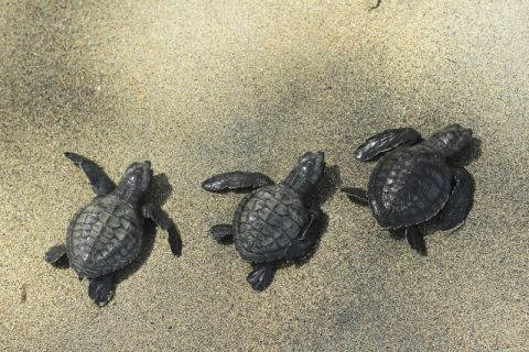 Pelepasan Tukik di Pantai Kelapa Tinggi