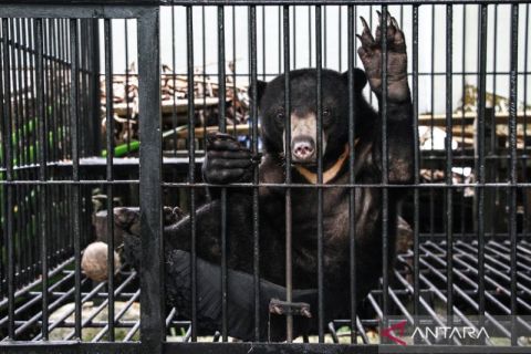 Warga Kapuas serahkan seekor beruang madu untuk direhabilitasi dan dilepasliarkan