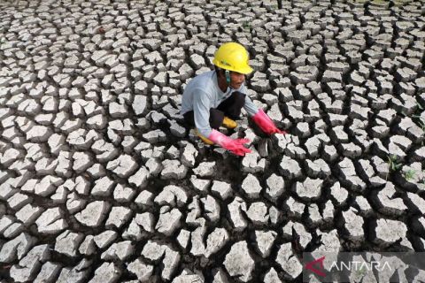 Pemanfaatan lumpur tinja untuk pupuk organik