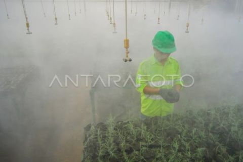 Pemulihan lahan pascatambang di Pulau Obi