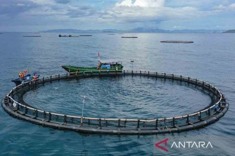 Pangkalan pembiakan tuna sirip kuning lepas pantai di Lingshui