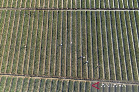 Investasi  Rp371,6 triliun untuk mendorong hilirisasi sektor pertanian