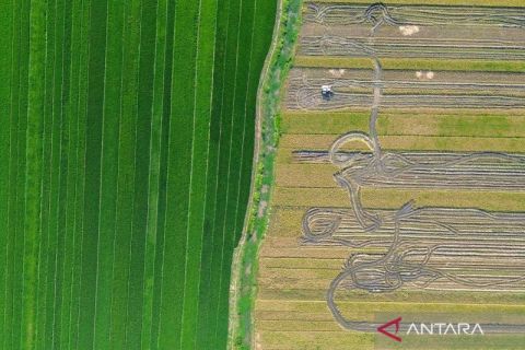 Proyeksi produksi padi nasional