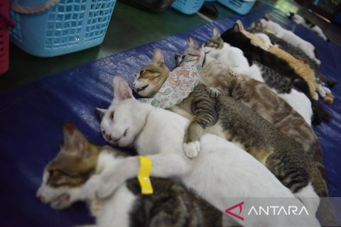 Tekan populasi hewan liar, DKI Jakarta sterilisasi 13.500 ekor HPR