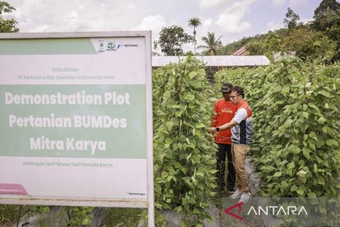 Peningkatan kapasitas pertanian berkelanjutan dan produk pertanian mandiri di BumDes Mitra Karya