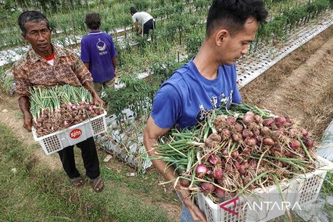 Kelompok Pemuda Tani Sinom Barokah panen raya bawang merah dari TSS