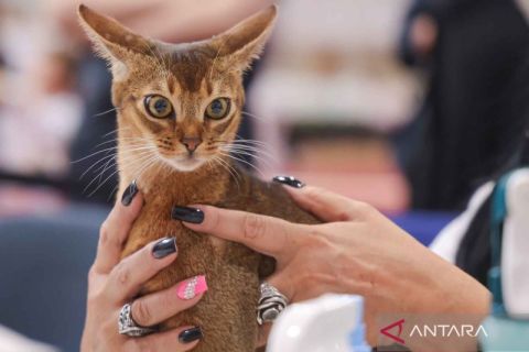 Beragam prilaku unik kucing tertangkap kamera saat kontes di Hungaria