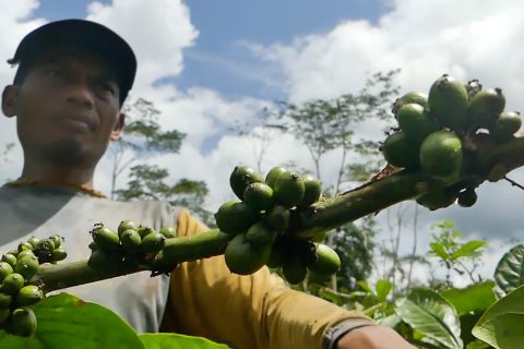Pemkab Temanggung minta petani waspadai hama Penggerek Buah Kopi
