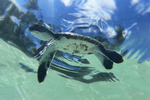 Pelepasan  tukik sebagai bentuk konservasi pada Wakatobi Wave 2025 di Sultra