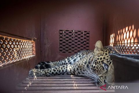 Macan tutul masuk hotel di Bandung, evakuasi dramatis berakhir di tangan BBKSDA