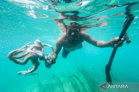 Menjaga harmoni dengan laut, nelayan Suku Bajo berburu gurita dengan panah tradisional di Wakatobi