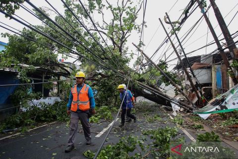 Dilanda hujan deras dan angin kencang, ratusan pohon bertumbangan di Tangsel