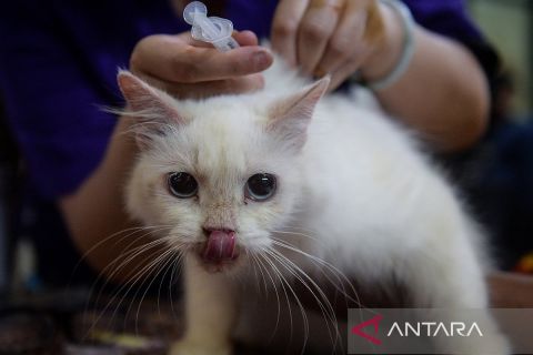 Foto pilihan pekan kedua Oktober 2025