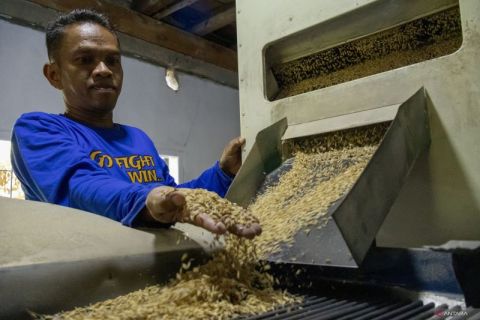 Optimalisasi penggilingan padi menggunakan huler elektrik