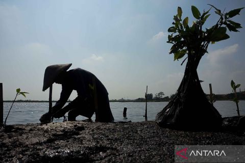 Penanaman dua juta mangrove untuk mengurangi abrasi di sepanjang Pantai Utara dan Pantai Selatan
