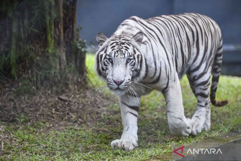 Taman Rimbo Zoo perkenalkan koleksi baru harimau Benggala dan singa putih Afrika