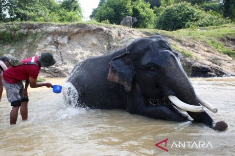 PHR dukung konservasi gajah di Riau dengan anggaran Rp24 Miliar