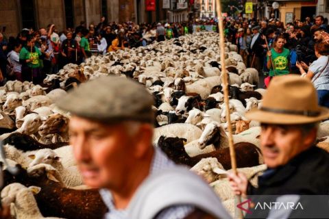 Beginilah tradisi unik di Spanyol: Ribuan domba padati jalanan di Madrid