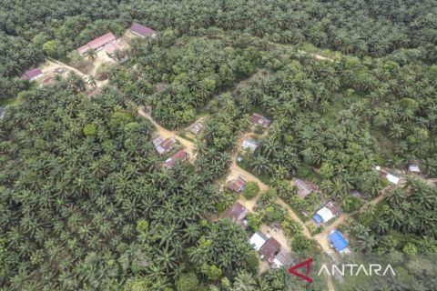 Kawasan Trans Sosial Suku Batin Sembilan kini berubah jadi perkebunan sawit