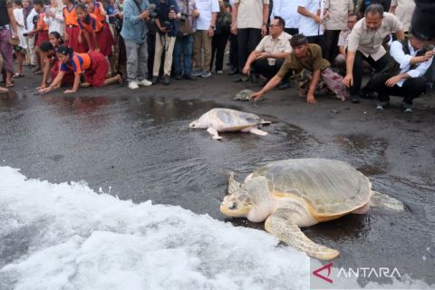 Aksi peduli lingkungan: delapan penyu dan 200 tukik dilepasliarkan di Pantai Saba Bali