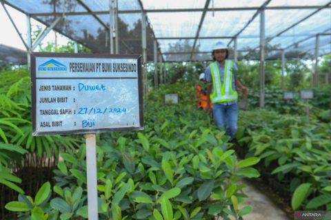 Penghijauan area tambang emas