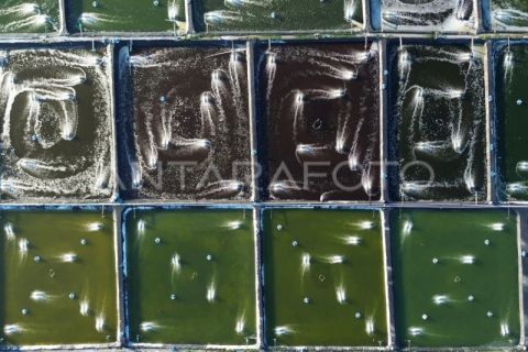 Proyeksi nilai pasar udang global naik dua kali lipat