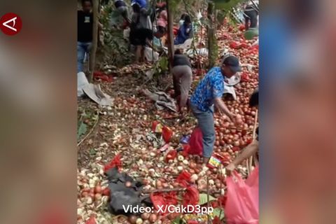 Barantin Kepri telusuri asal bawang bombai viral di Batam