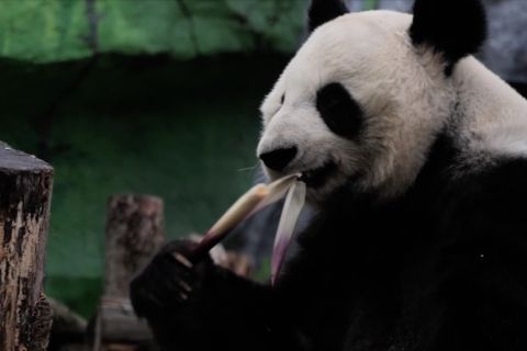 Keluarga panda jadi daya pikat utama pengunjung Kebun Binatang Moskow