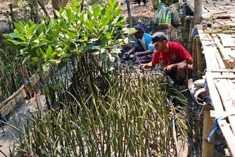 Rehabilitasi mangrove di Tanjung Perak libatkan masyarakat pesisir
