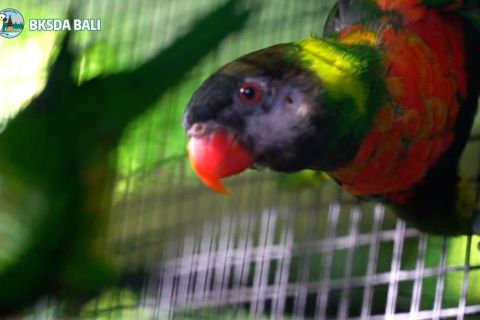Komisi IV DPR - Menhut bahas repatriasi satwa endemik Bali