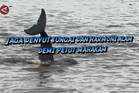 Jaga denyut sungai dan harmoni alam demi Pesut Mahakam