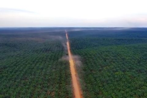 Kaltim tindak perusahaan yang abai penuhi kewajiban plasma kebun sawit