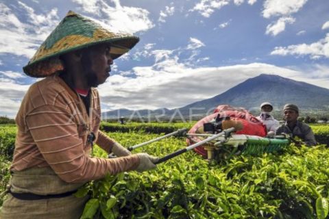 Wangi emas hijau dari kaki Gunung Kerinci