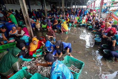 Hasil tangkapan ikan di Pelabuhan Perikanan Nusantara Brondong