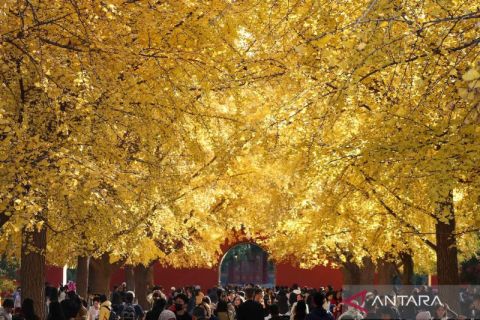 Begini antusias wisatawan untuk menikmati musim gugur di Beijing