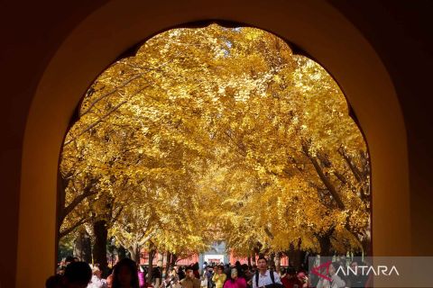 Begini antusias wisatawan untuk menikmati musim gugur di Beijing