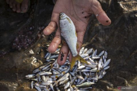 Menjaga Populasi Ikan Bilih