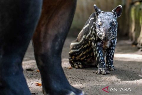 Sebanyak 11 ekor tapir Sumatera berhasil dikembangbiakan Kebun Binatang Bandung