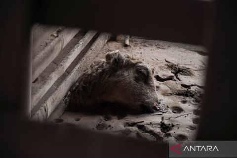 Dampak kerusakan erupsi Gunung Semeru