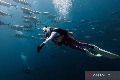 Menyelami keindahan bawah laut Pulau Tomia Wakatobi