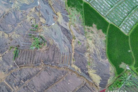 Sebanyak 232 rumah dan 105,55 hektare lahan pertanian terdampak erupsi Gunung Semeru di Lumajang