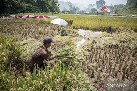Kontribusi PDB sektor pertanian 2025 jadi tertinggi enam tahun terakhir