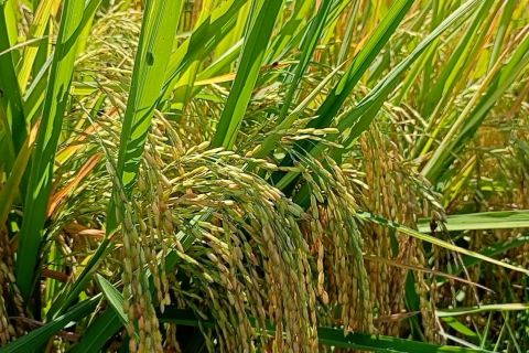 Sektor pertanian sumbang 22 persen ekonomi Sulsel, BI beri rekomendasi