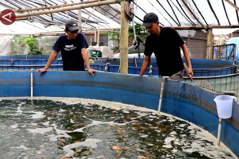 Budidaya perikanan bioflok membuat warga Temanggung panen rupiah