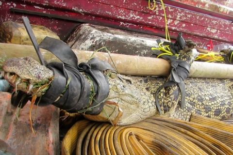 Damkar Jember serahkan buaya tangkapan warga ke kebun binatang