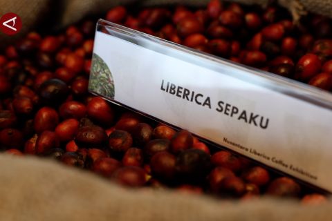 IKN bangkitkan jejak kopi liberika di Kalimantan